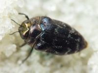 Trachys minutus minutus