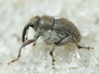 Glocianus distinctus