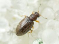 Cortinicara gibbosa