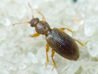 Corticaria impressa