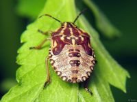 Carpocoris