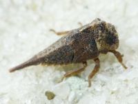 Centrotus cornutus