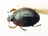 Xestipyge ornata