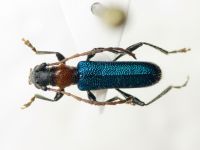 Cerambycidae