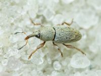 Tychius