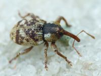 Pachytychius sparsutus