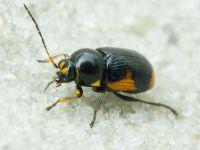Cryptocephalus (Cryptocephalus) moraei
