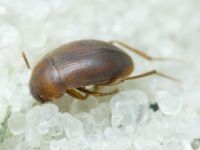 Nargus (Nargus) velox