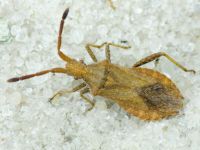Coriomeris denticulatus