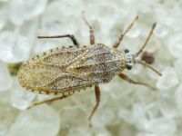 Tingis (Tropidocheila) caucasica
