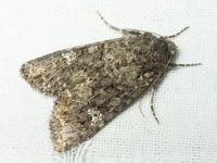 Mamestra brassicae