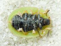 Cassida (Cassida) fausti