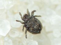 Arachnida