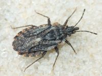 Aradus betulae