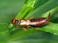 Forficula auricularia