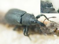 Magdalis (Odontomagdalis) armigera