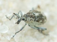 Rhinoncus albicinctus