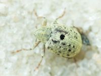 Cionus clairvillei