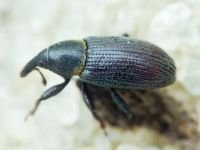 Mecinus collaris
