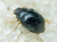 Coccinellidae