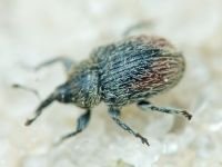 Rhinusa tetra