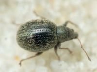 Curculionidae