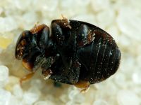 Platynaspis luteorubra