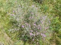 Centaurea stoebe