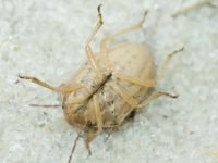 Aelia rostrata