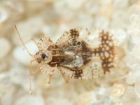 Stephanitis pyri