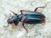 Bothrideres bipunctatus