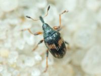 Nanophyinae