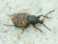 Otiorhynchus raucus