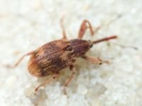 Anthonomus (Furcipus) rectirostris
