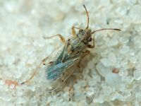 Nysius senecionis