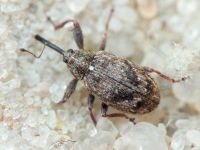 Anthonomus