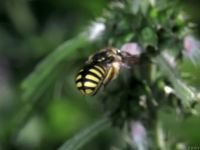 Anthidium manicatum