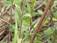 Cerastium arvense
