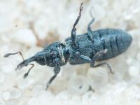 Mecinus janthinus