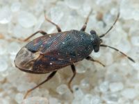 Stygnocoris fuligineus