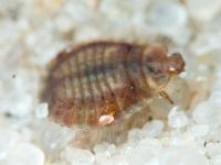 Platynaspis luteorubra