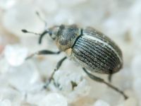 Curculionidae