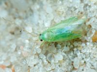 Miridae