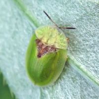 Cassida (Cassida) rubiginosa