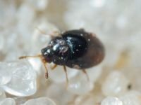 Coleoptera
