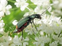 Malachius bipustulatus