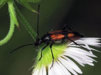 Stenurella bifasciata
