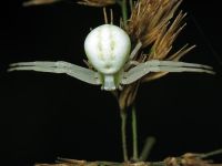 Misumena vatia