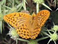 Argynnis paphia