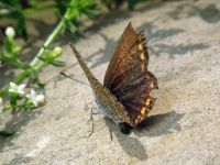 Polyommatus icarus